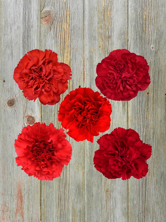 RED CARNATIONS